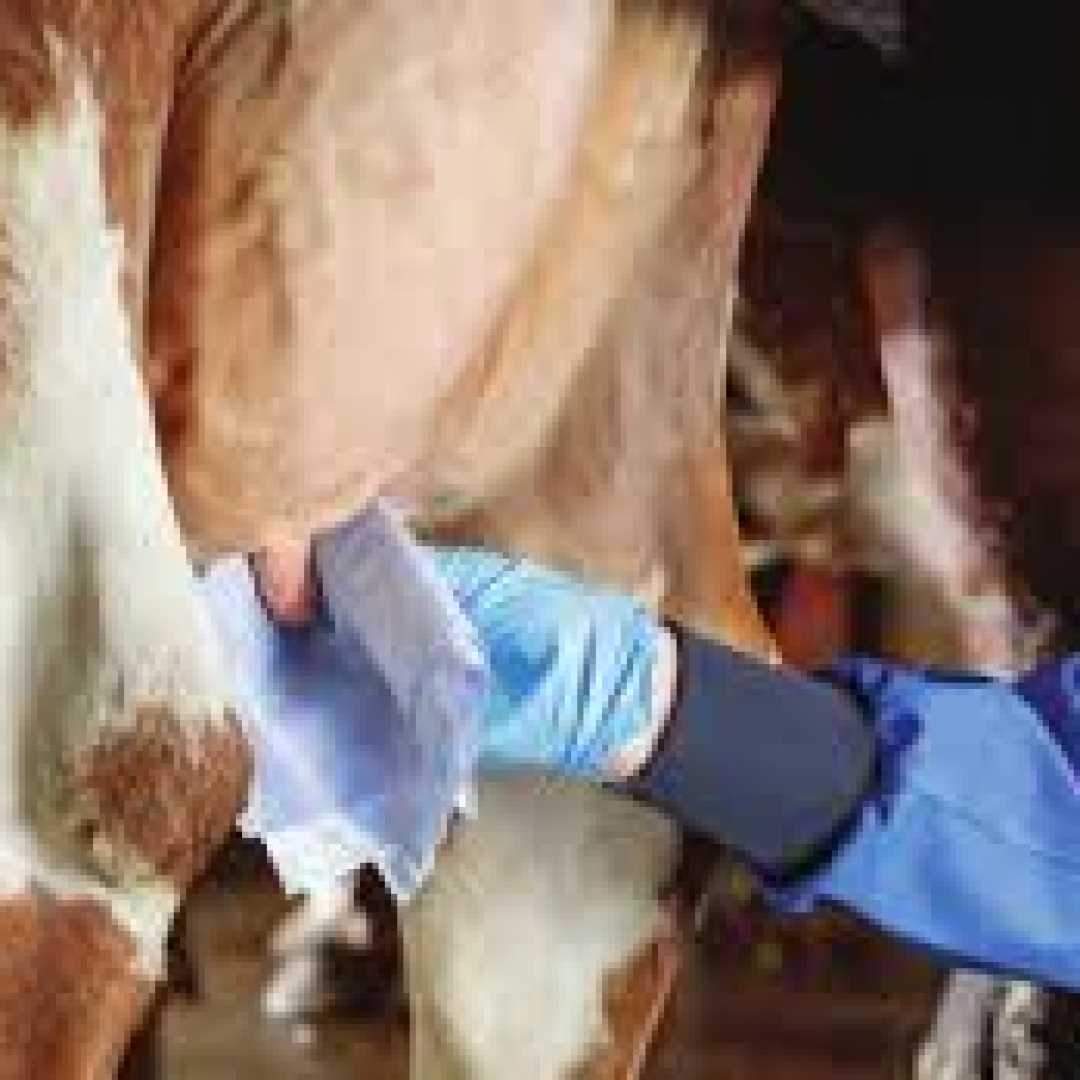 روش صحیح خشک کردن گاو شیری